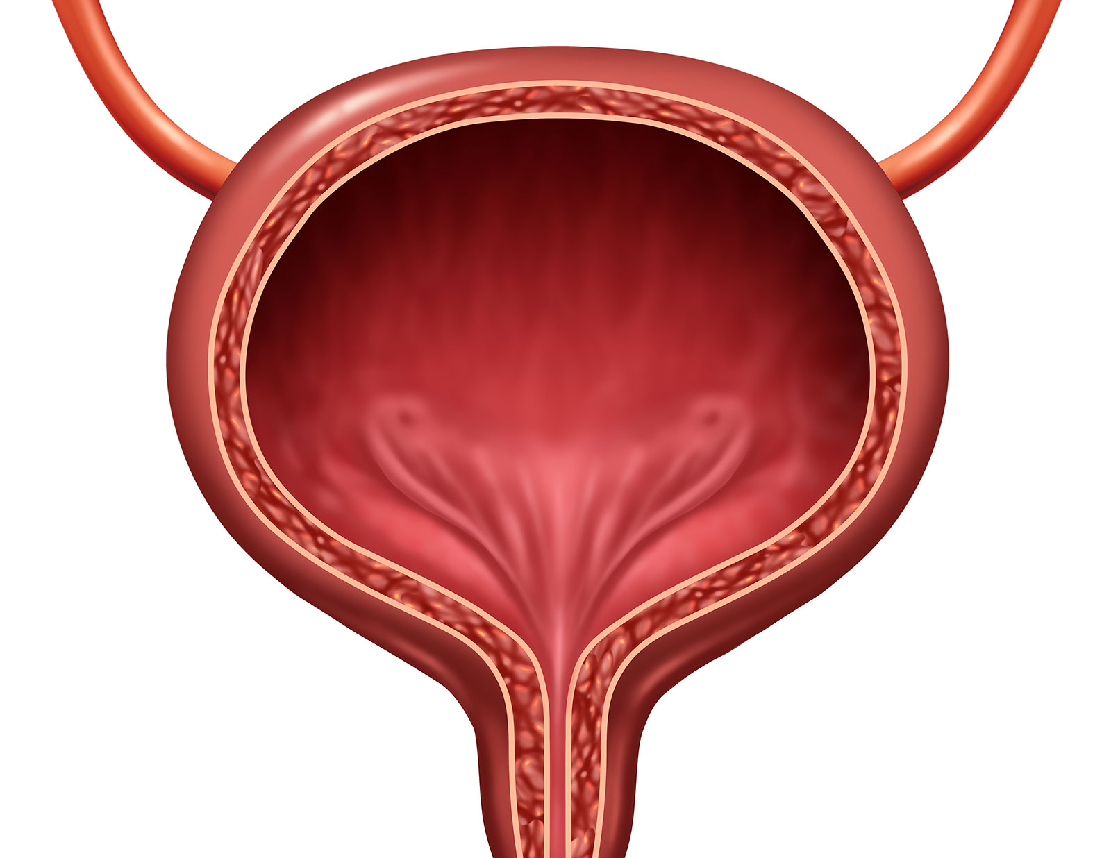 恥ずかしがり屋の膀胱の症状は何ですか?