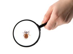 [1분 FAQ] 빈대에 물리면 증상이 어떻게 되나요? 썸네일